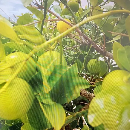 アパート Trubi 1 *